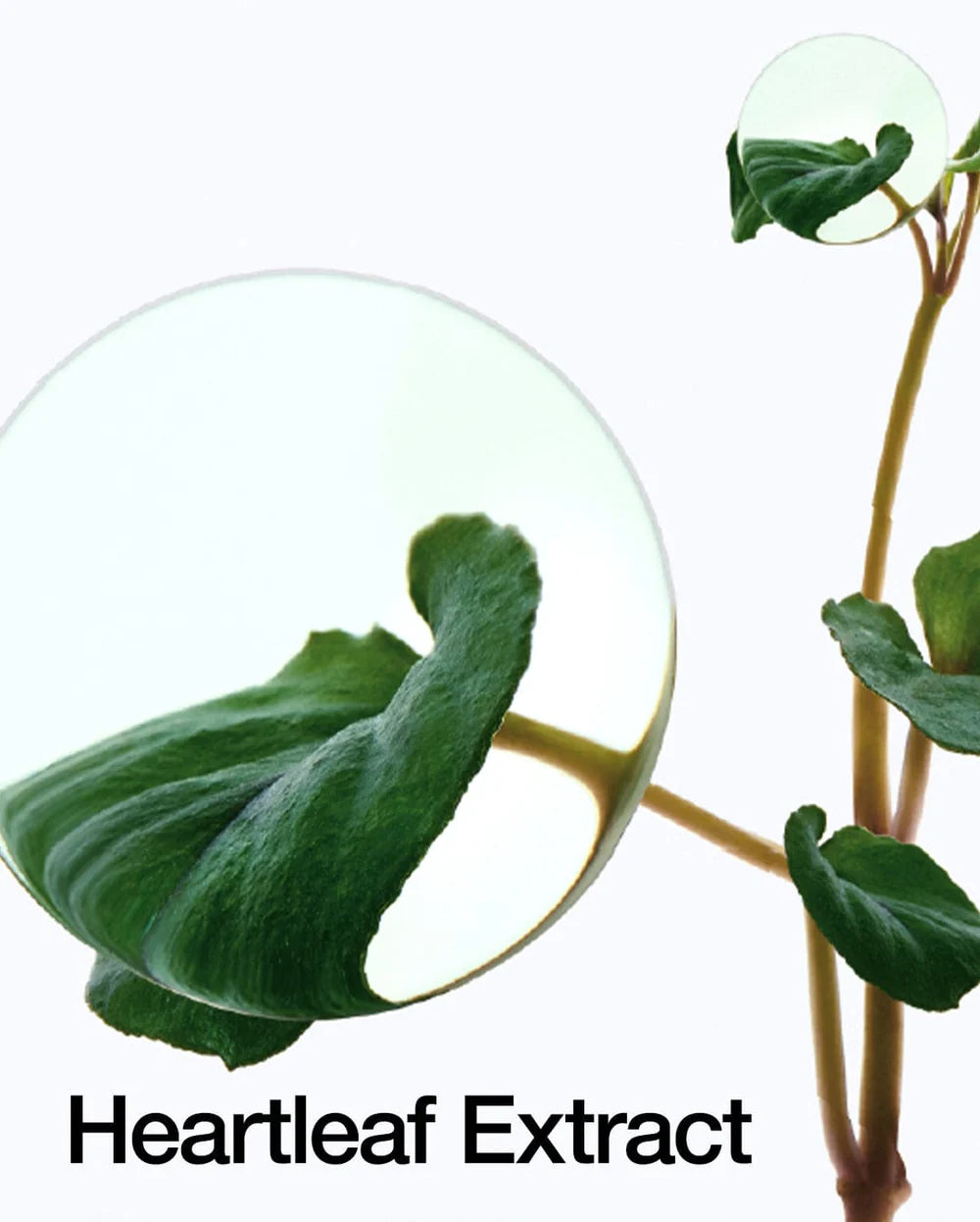 Eau Nettoyante Profonde Low pH Heartleaf