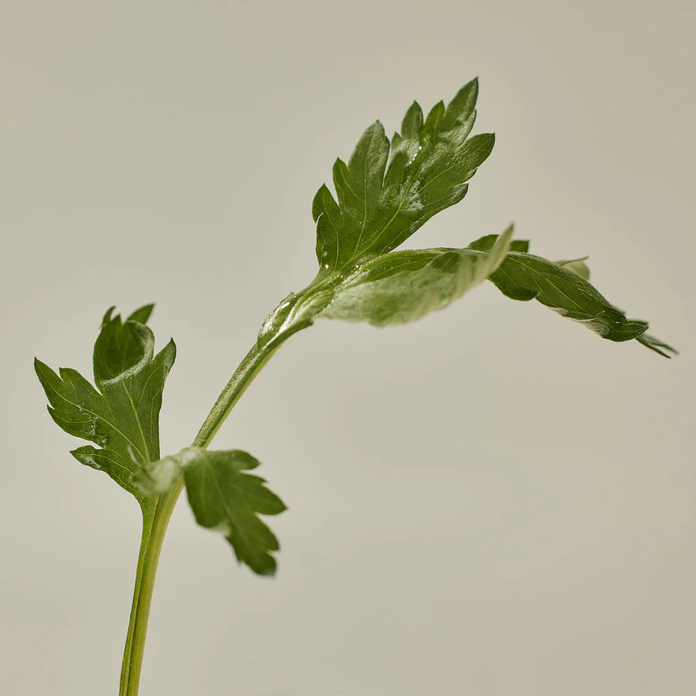 Beauty of Joseon - Stick Solaire Mat : Artemisia Capillaris (SPF 50+ PA++++)